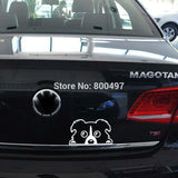 Cute Border Collie Lovely Dog Decal