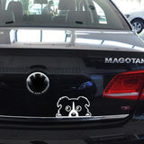 Cute Border Collie Lovely Dog Decal
